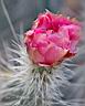 Blooming Pink Cactus AZ.jpg